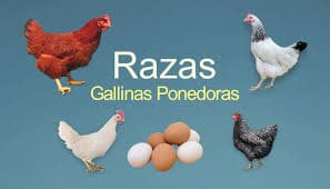 Gallinas Ponedoras